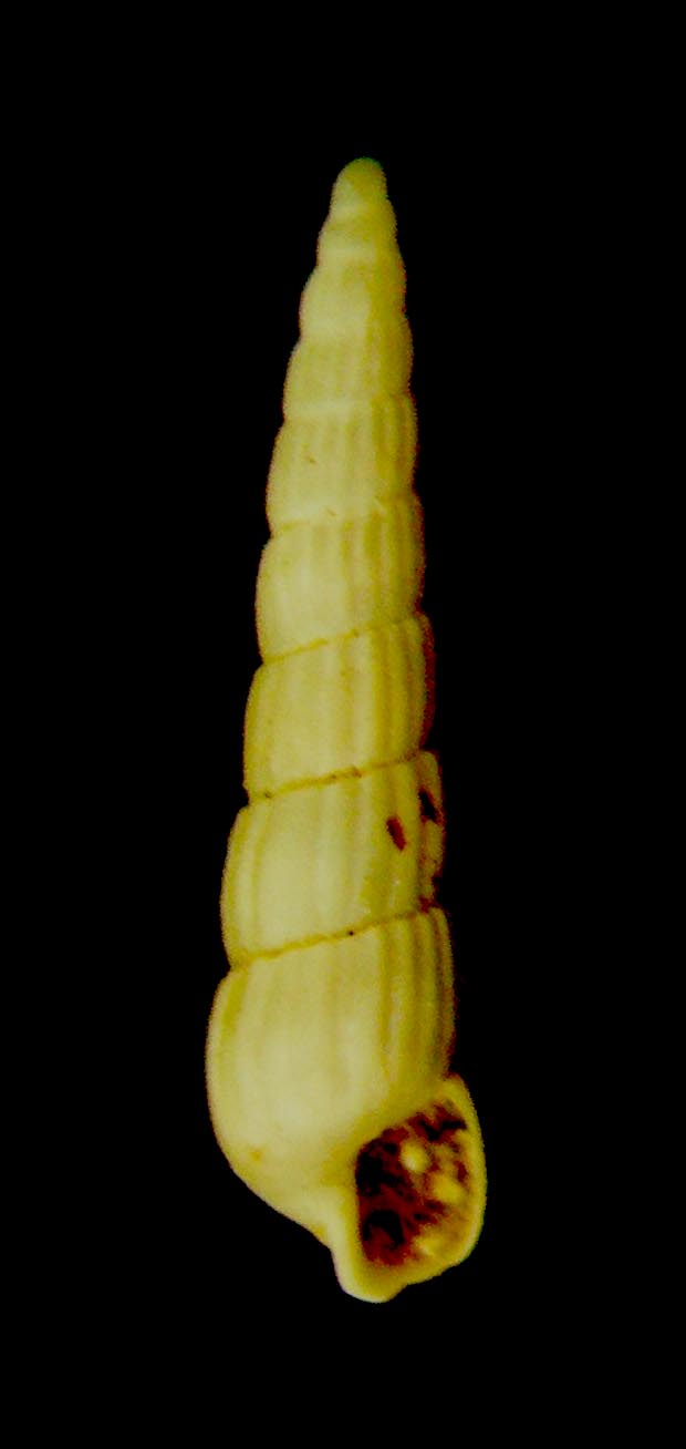 turbonilla 3 kerkenna